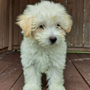 Sugar female